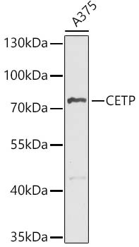 CETP Antibody in Western Blot (WB)