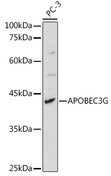 APOBEC3G Antibody in Western Blot (WB)