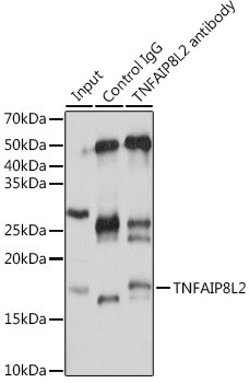 TNFAIP8L2 Antibody in Immunoprecipitation (IP)