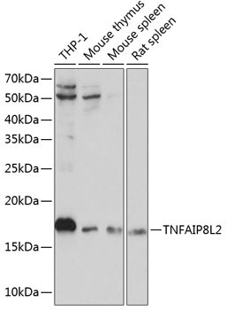 TNFAIP8L2 Antibody in Western Blot (WB)