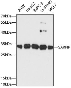 SARNP Antibody in Western Blot (WB)