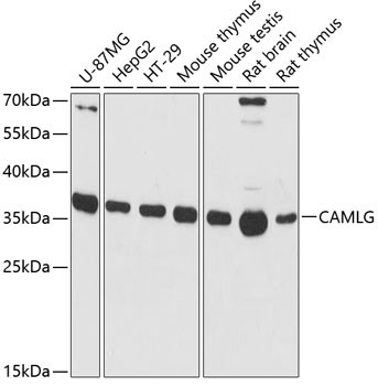 CAMLG Antibody in Western Blot (WB)