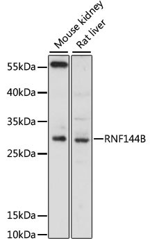 RNF144B Antibody in Western Blot (WB)