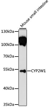 CYP2W1 Antibody in Western Blot (WB)