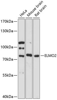 ELMO2 Antibody in Western Blot (WB)