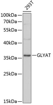 GLYAT Antibody in Western Blot (WB)