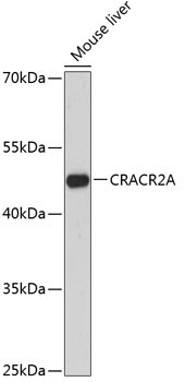 EFCAB4B Antibody in Western Blot (WB)