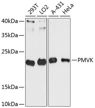 PMVK Antibody in Western Blot (WB)