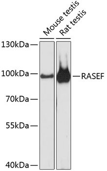 RASEF Antibody in Western Blot (WB)