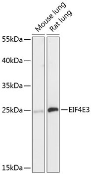 eIF4E3 Antibody in Western Blot (WB)