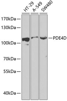 PDE4D Antibody in Western Blot (WB)