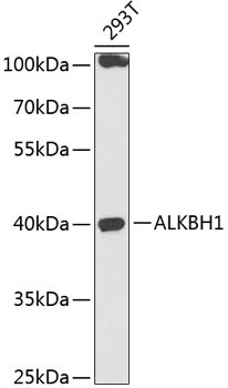 ABH1 Antibody in Western Blot (WB)