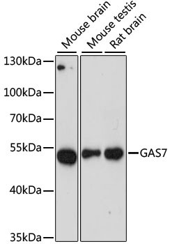 GAS7 Antibody in Western Blot (WB)