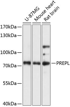 PREPL Antibody in Western Blot (WB)