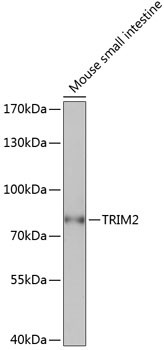 TRIM2 Antibody in Western Blot (WB)