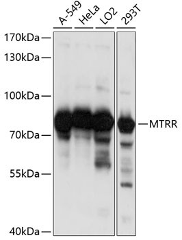 MTRR Antibody in Western Blot (WB)