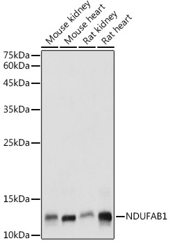 NDUFAB1 Antibody in Western Blot (WB)