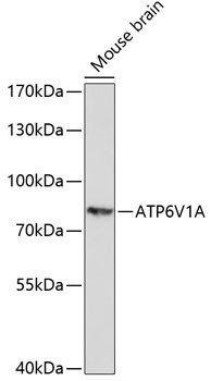 V-ATPase A Antibody in Western Blot (WB)