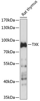 TXK Antibody in Western Blot (WB)