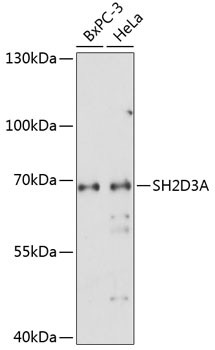 SH2D3A Antibody in Western Blot (WB)