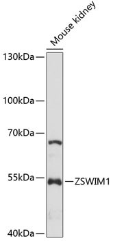 ZSWIM1 Antibody in Western Blot (WB)