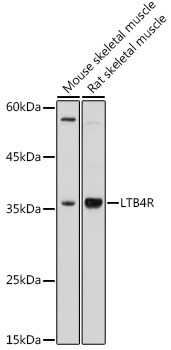 LTB4R Antibody in Western Blot (WB)