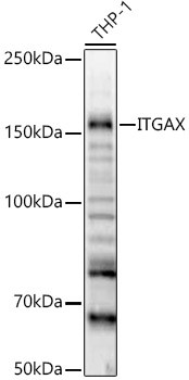 CD11c Antibody in Western Blot (WB)