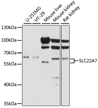SLC22A7 Antibody in Western Blot (WB)