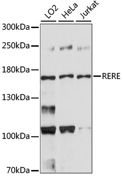 RERE Antibody in Western Blot (WB)