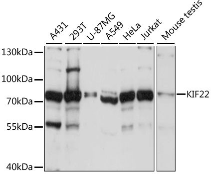 KID Antibody in Western Blot (WB)