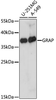 GRAP Antibody in Western Blot (WB)