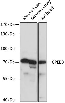 CPEB3 Antibody in Western Blot (WB)