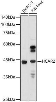 GPR109 Antibody in Western Blot (WB)