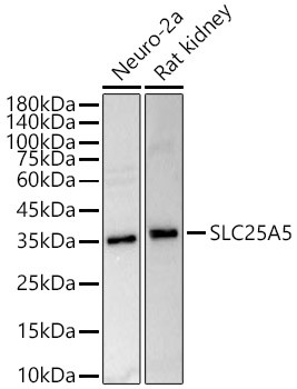 SLC25A5 Antibody in Western Blot (WB)