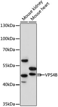 VPS4B Antibody in Western Blot (WB)