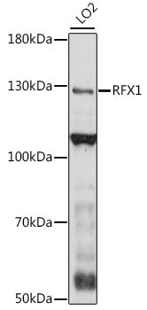 RFX1 Antibody in Western Blot (WB)