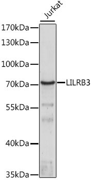 LILRB3 Antibody in Western Blot (WB)