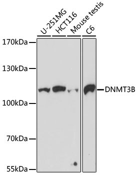 DNMT3B Antibody in Western Blot (WB)