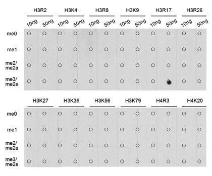 H3R17me2s Antibody in Dot Blot (DB)