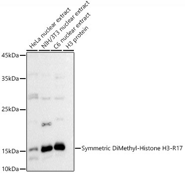 H3R17me2s Antibody in Western Blot (WB)