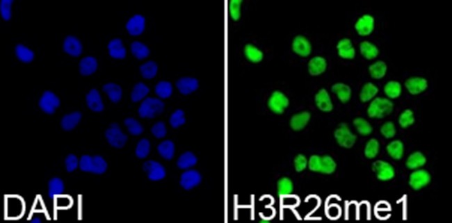 H3R26me1 Antibody in Immunocytochemistry (ICC/IF)