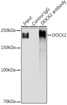 DOCK2 Antibody in Immunoprecipitation (IP)