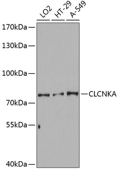 CLCNKA Antibody in Western Blot (WB)