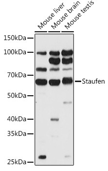 Staufen Antibody in Western Blot (WB)