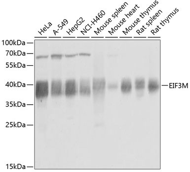 PCID1 Antibody in Western Blot (WB)