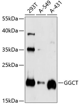 GGCT Antibody in Western Blot (WB)