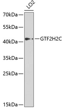 GTF2H2C Antibody in Western Blot (WB)