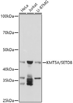 SETD8 Antibody in Western Blot (WB)