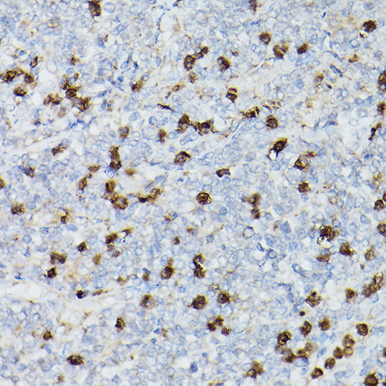 CD63 Antibody in Immunohistochemistry (Paraffin) (IHC (P))