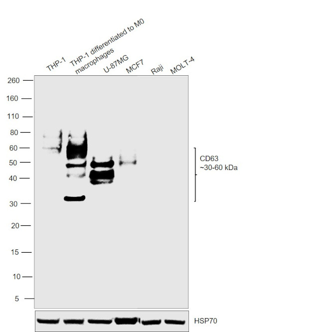 CD63 Antibody